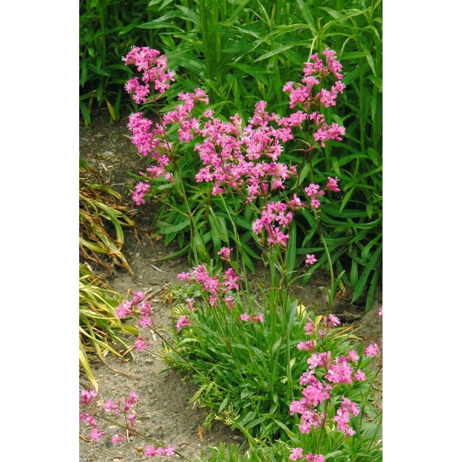 Lychnis Viscaria Feuer Pechnelke Ca. 9x9 cm Topf günstig online kaufen