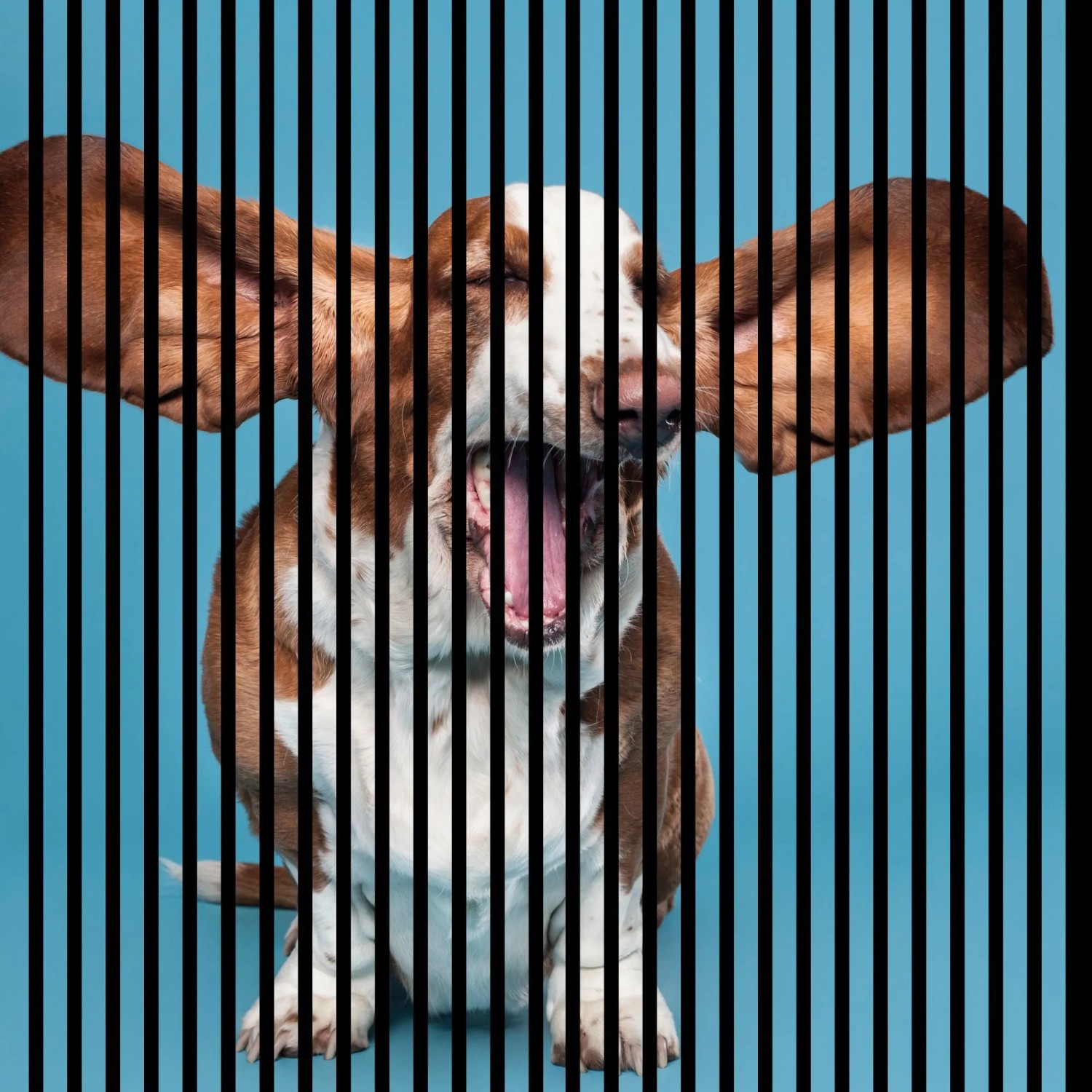 FN Acustico Akustikplatte Dog 1 PET u. MDF Foliert 1.133 x 19 x 1.195 mm