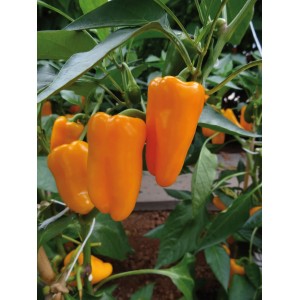 Orange Snack-Paprika (Capsicum annuum) im Topf, erntebereit.