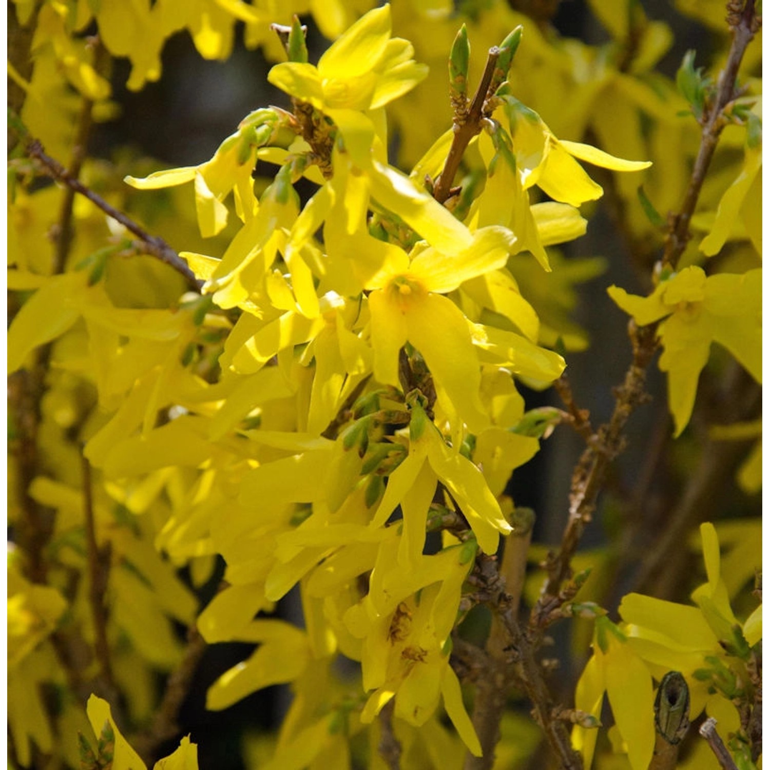 Forsythie Minigold 80-100cm - Forsythia intermedia günstig online kaufen