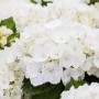 Nahaufnahme der weißen Blüten der Hydrangea Macrophylla Bauernhortensie.