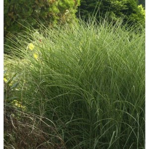 Chinaschilf 'Morning Light' (Miscanthus sinensis), Ziergras für den Garten.