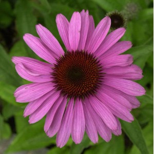 Nahaufnahme: Rosa Sonnenhut 'Dixie Belle' (Echinacea purpurea) mit braunem Blütenkopf.