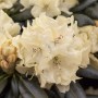 Gelber Rhododendron Goldbukett (90–100 cm) mit üppigen Blüten im Detail.