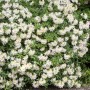 Blühender Rhododendron Luteum Daviesii Gelb, 80–100 cm hoch, im Garten.