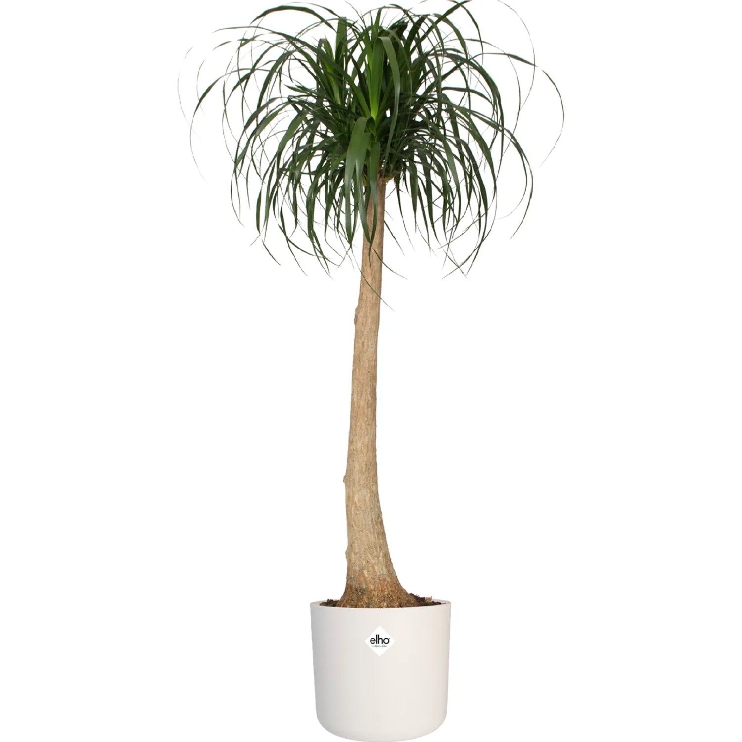 Elho Blumentopf B.For Soft Rund, Ø 13,8 cm, Weiß, mit Elefantenfuß-Pflanze im Innenbereich.