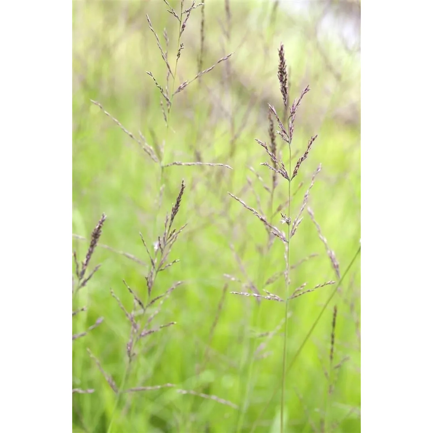 Detailaufnahme des Riesen-Goldschwingel (Poa Chaixii) mit filigranen Blütenständen im Gegenlicht.