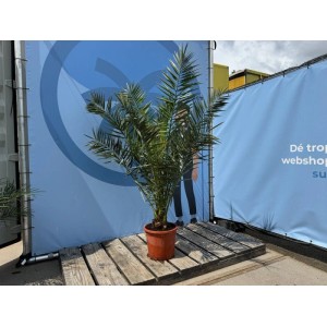 Kanarische Dattelpalme Phoenix Canariensis, 160 cm, im Topf für Innen- und Außenbereich.