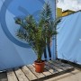 Kanarische Dattelpalme Phoenix Canariensis, 160 cm, im Topf für Innen- und Außenbereich.
