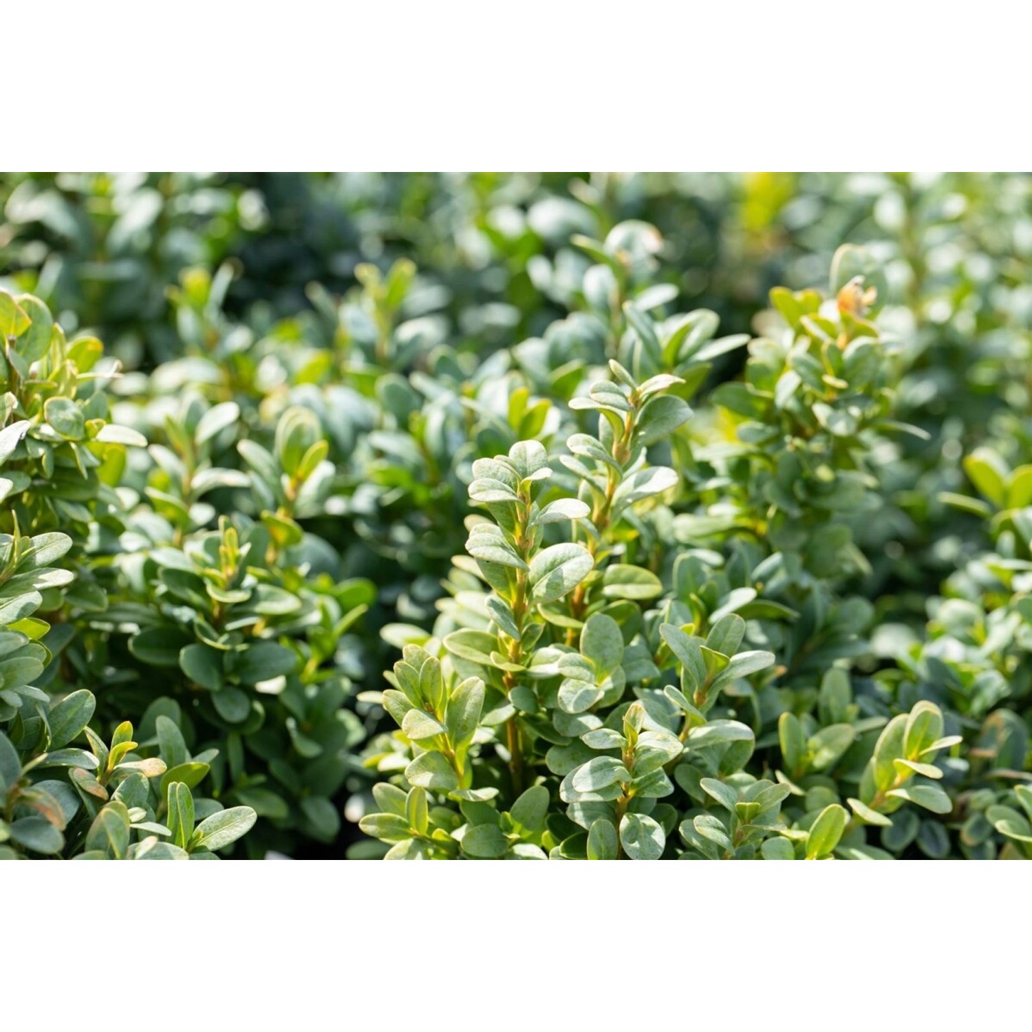 Buxus sempervirens 'Bullata' Halbkugel 130-140 cm günstig online kaufen