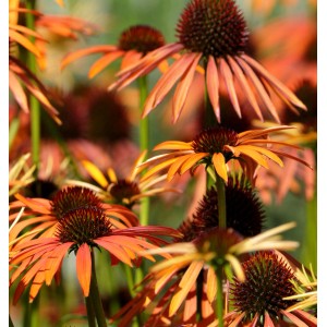 Sonnenhut 'Harvest Moon' (Echinacea purpurea) mit orangefarbenen Blüten im Garten.
