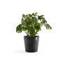 Dunkelgrauer Ecopots Amsterdam Pflanztopf (50 cm) mit grüner Pflanze.