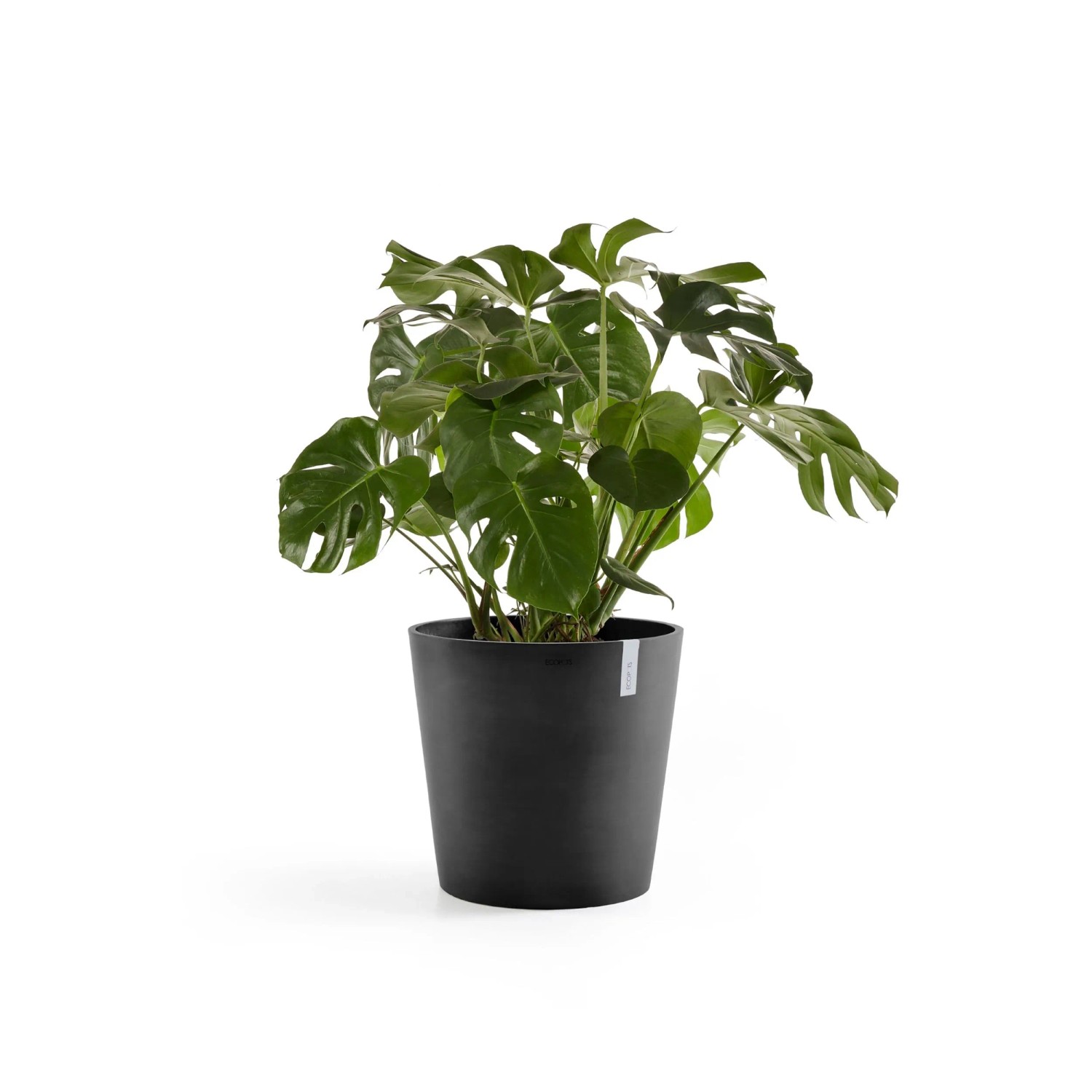 Dunkelgrauer Ecopots Amsterdam Pflanztopf (50 cm) mit grüner Pflanze.
