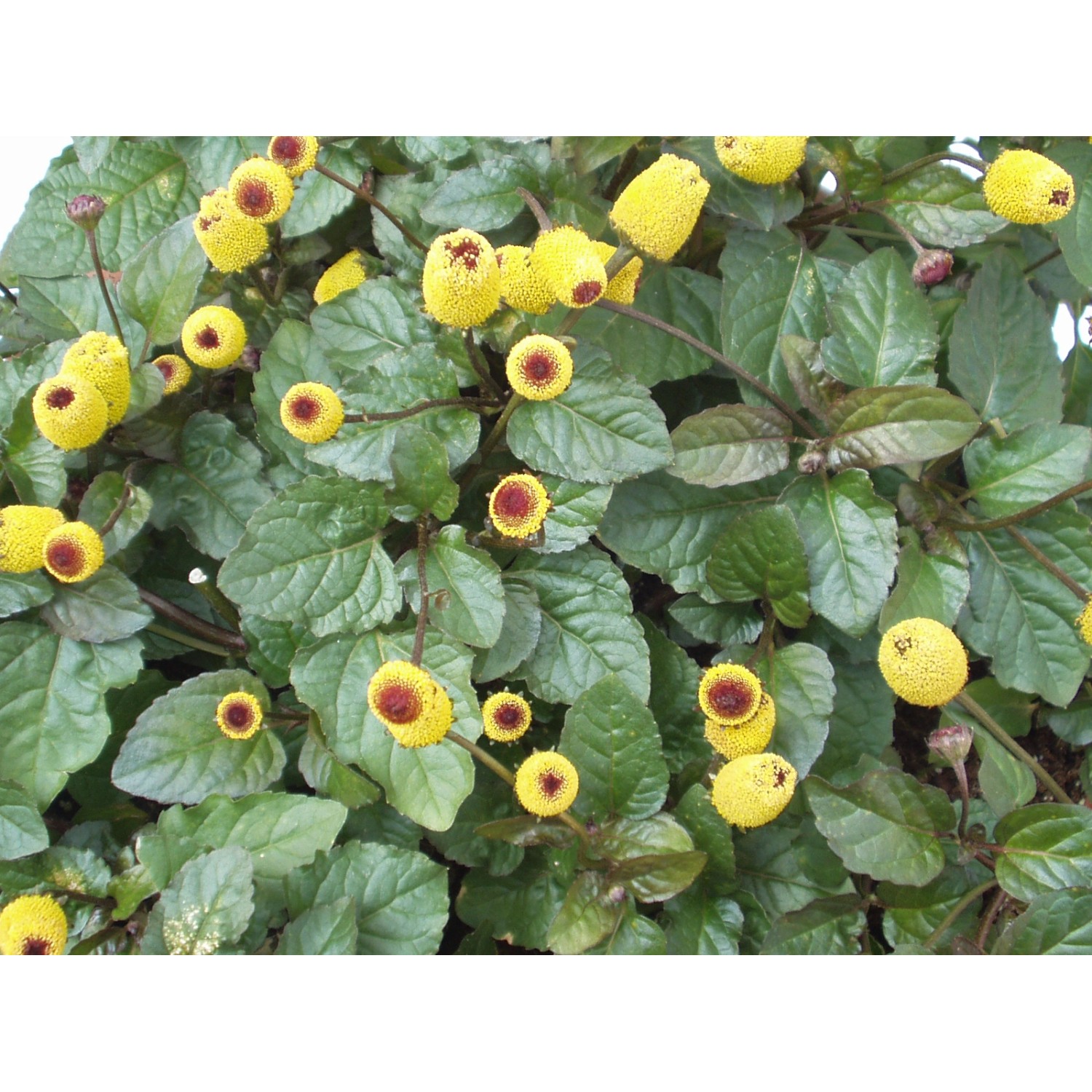 Blu Bio-Prickelknöpfe (Spilanthes) im Topf mit gelben Blüten und grünen Blättern.