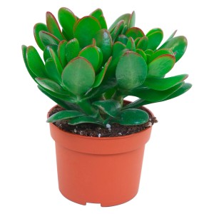 Dickblatt 'Magical Tree' im Topf, grüne Sukkulente mit rötlichen Blatträndern.