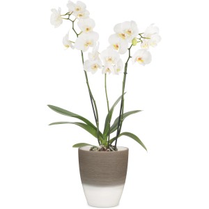 Scheurich Orchideengefäß Espresso Cream, Ø 13cm mit weißer Orchidee im Topf.