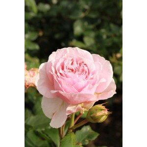 Nahaufnahme einer zartrosa Zimmer-Rose Rosa Amorosa im Topf, ca. 25-30 cm hoch.