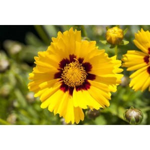 Gelbes Großblumiges Mädchenauge (Coreopsis Grandiflora Sonnenkind) im 9x9 cm Topf.