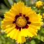 Gelbes Großblumiges Mädchenauge (Coreopsis Grandiflora Sonnenkind) im 9x9 cm Topf.