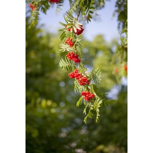 Nahaufnahme: Sorbus Aucuparia Vogelbeere mit roten Beeren und grünen Blättern.