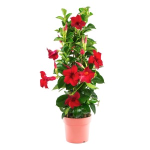 Rote Dipladenie Pyramide im Topf, ca. 40 cm hoch. Blühende Kübelpflanze für sonnige Standorte.