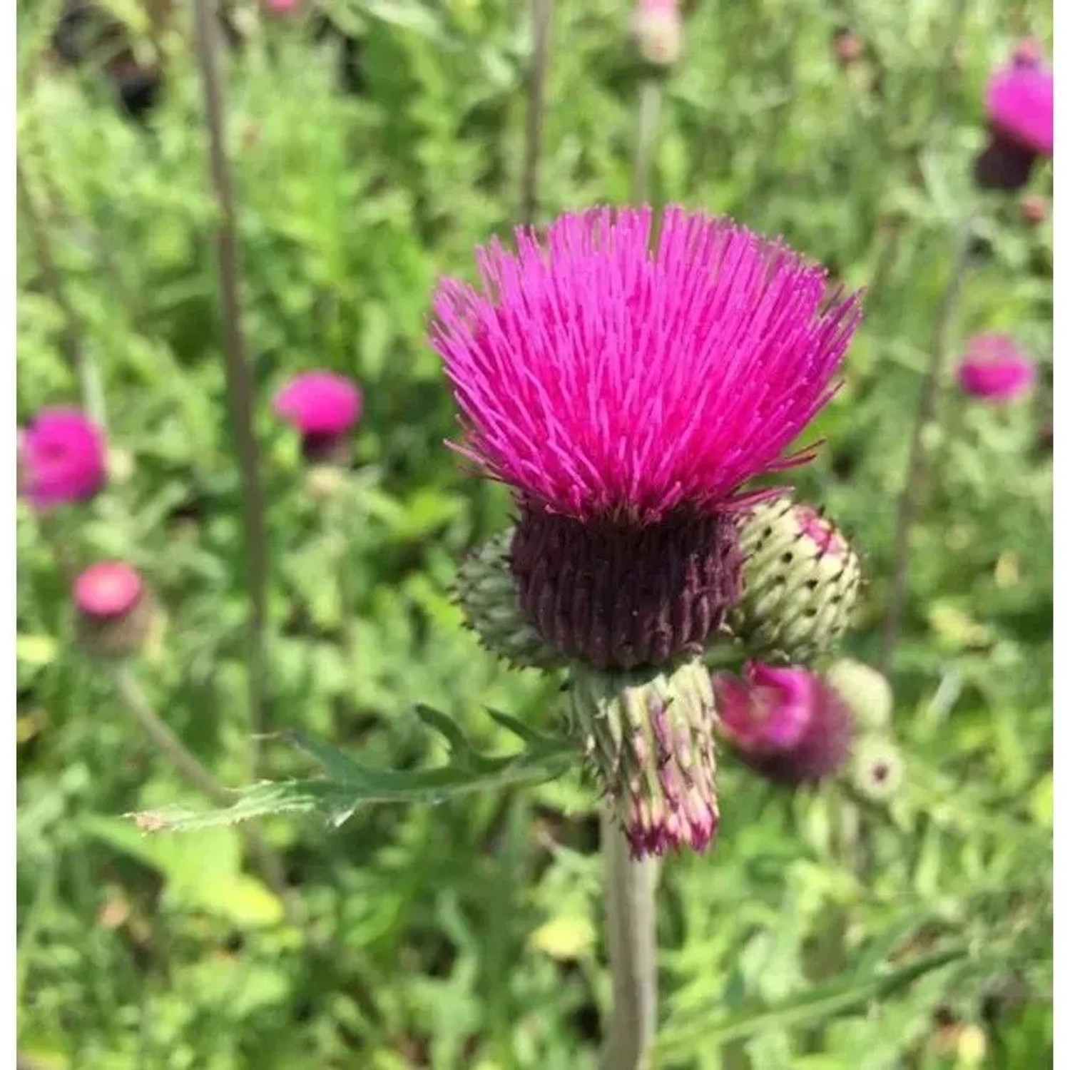 Bach Kratzdistel - Cirsium rivulare