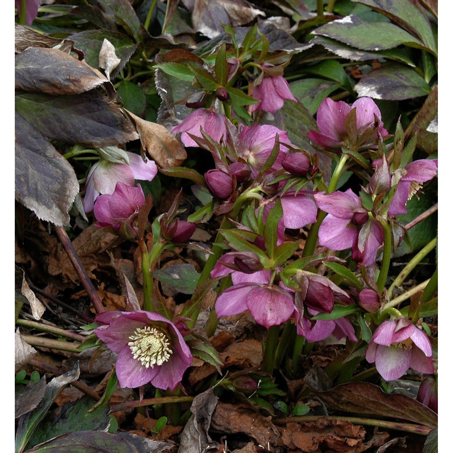 Rote Lenzrose - Helleborus orientalis günstig online kaufen