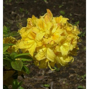 Leuchtend gelbe Azalee Golden Lights (Rhododendron luteum) mit üppiger Blüte.