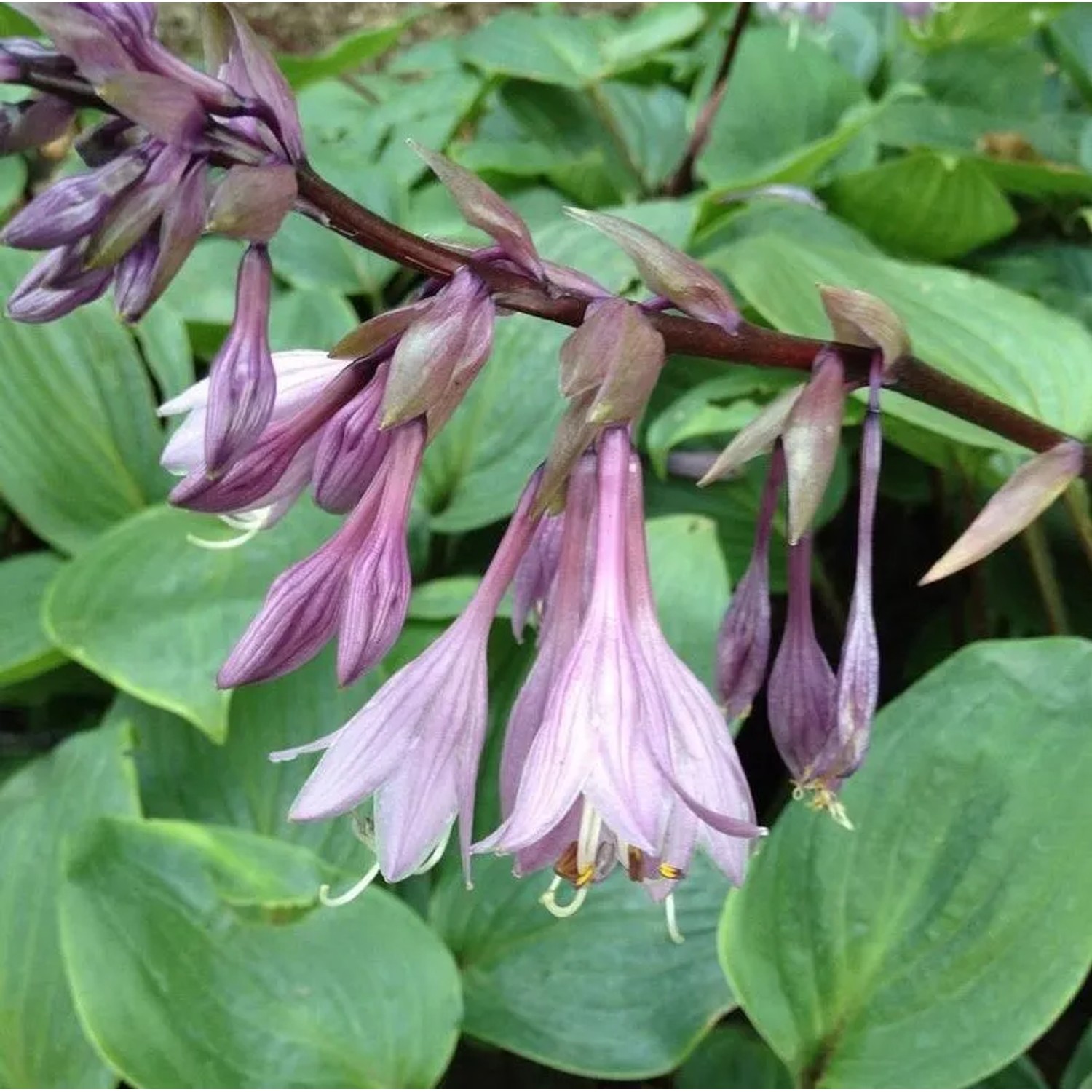 Funkie Purple Heart - Hosta cultorum