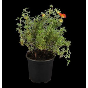 Potentilla Fingerstrauch 'Rot' im 9x9 cm Topf. Blühende Zimmerpflanze mit roten Blüten und grünen Blättern.