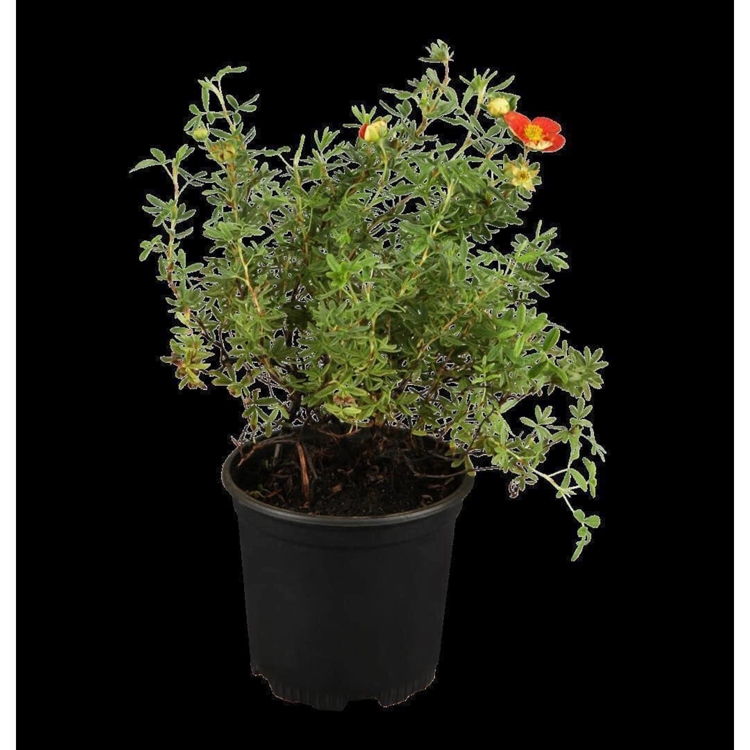 Potentilla Fingerstrauch Rot Ca 9x9 cm Topf günstig online kaufen