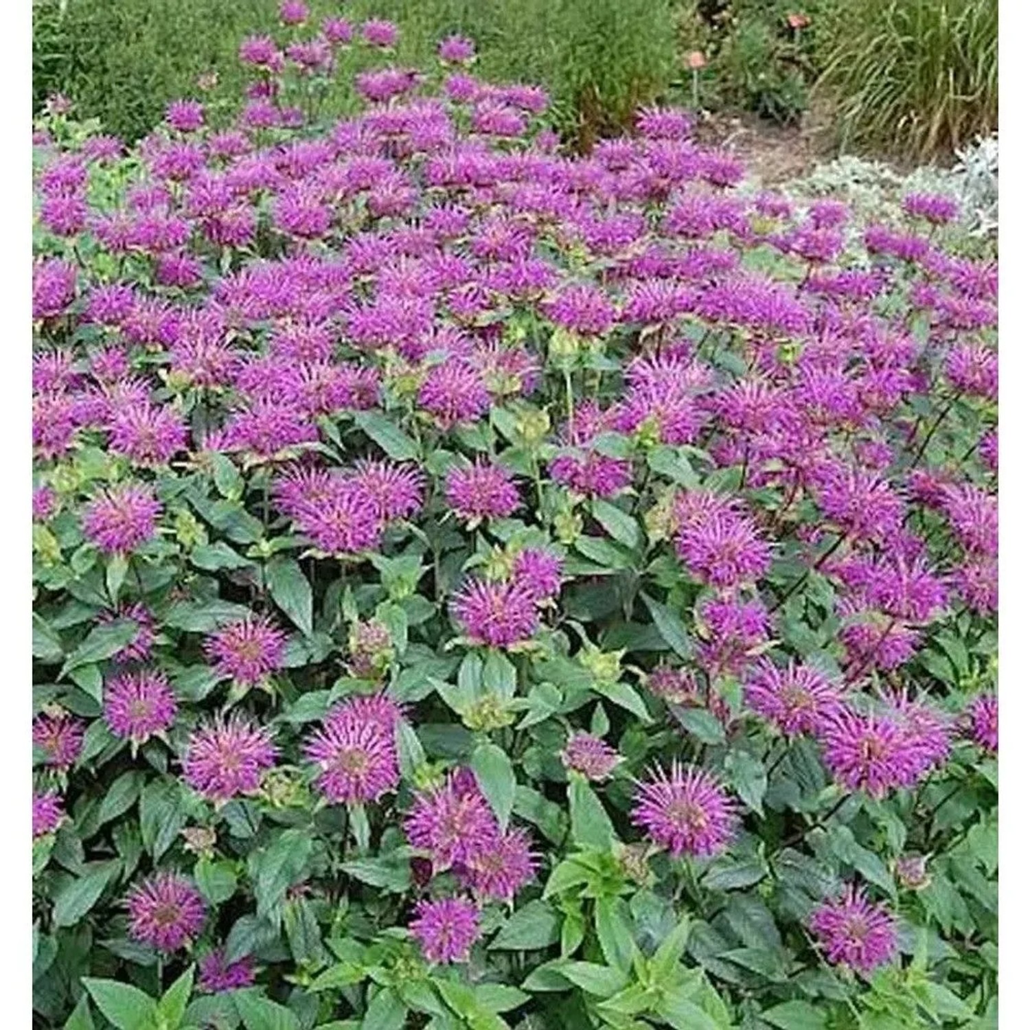 Indianernessel Blaustrumpf - Monarda fistulosa