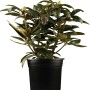Yaku-Rhododendron Blurettia im Topf, rotviolette Blütenknospen und grüne Blätter.
