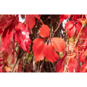 Roter Wilder Wein 'Engelmannii': Herbstliche Kletterpflanze mit leuchtend roten Blättern.