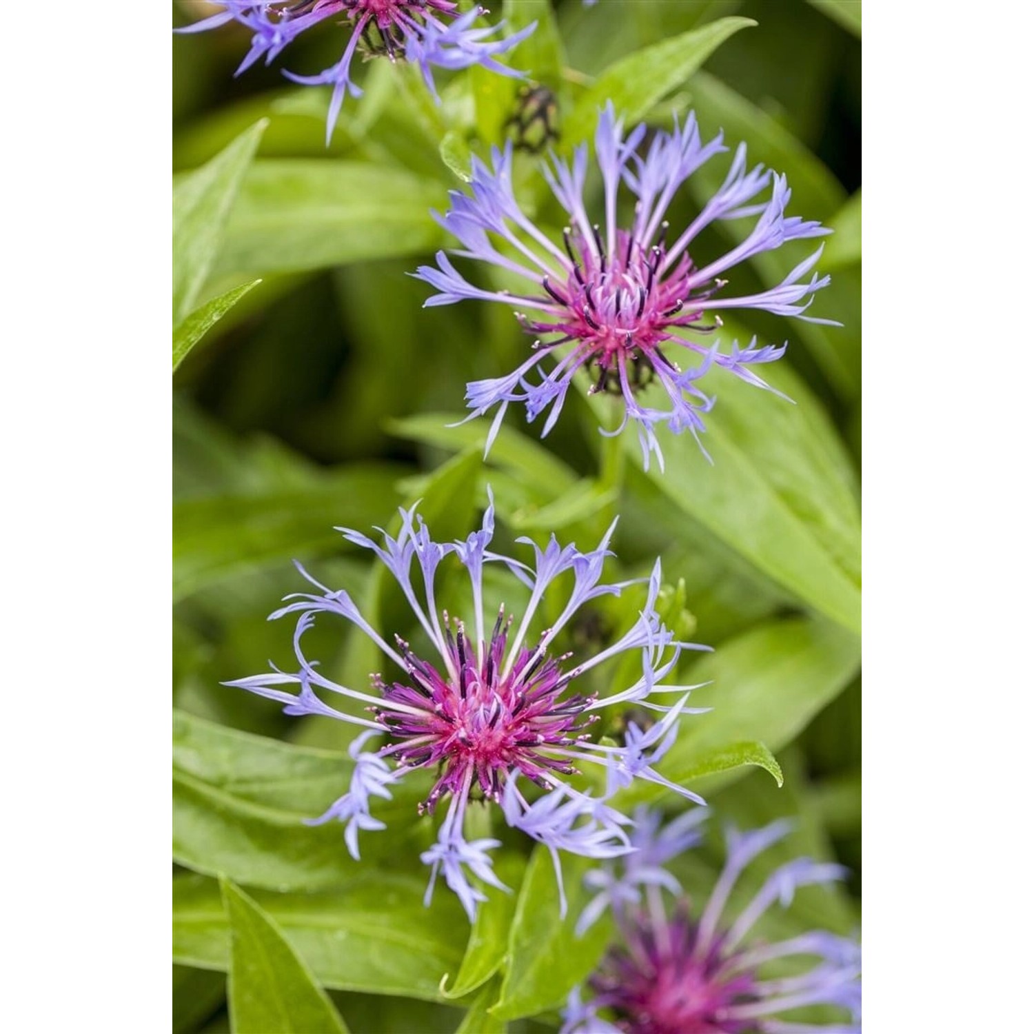 Centaurea Montana Bergflockenblume Ca. 9x9 cm Topf günstig online kaufen