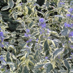 Bartblume 'White Surprise' Caryopteris 30 bis 40 cm im Container Weiß-Blau Blühend