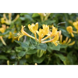 Gelbes Geißblatt (Lonicera Heckrottii) mit grünen Blättern, Nahaufnahme.