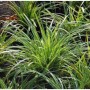 Teppich Japan Segge 'Ice Dance' (Carex foliosissima) im Topf, grüne Blätter mit weißen Rändern.