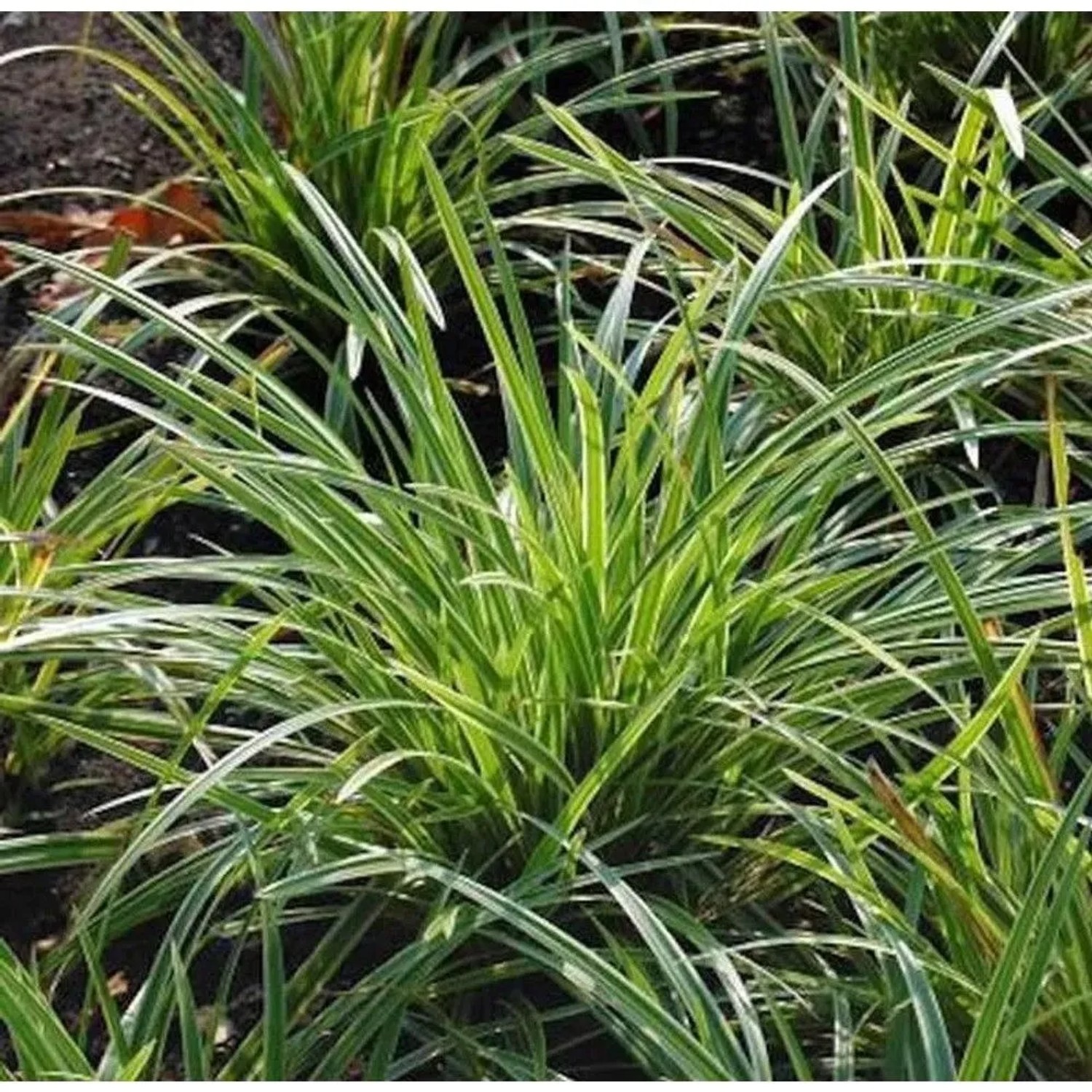Teppich Japan Segge 'Ice Dance' (Carex foliosissima) im Topf, grüne Blätter mit weißen Rändern.