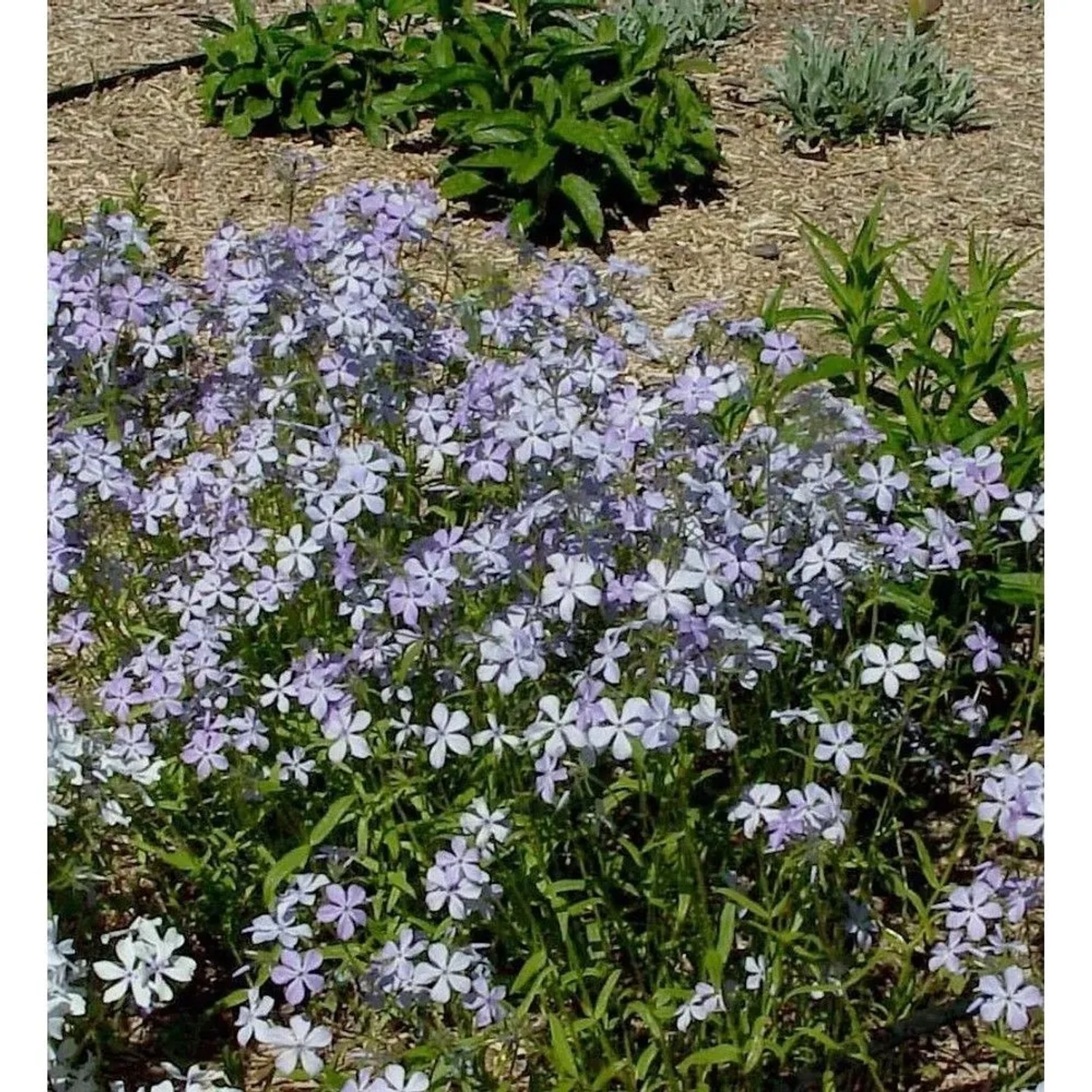 Niedrige Flammenblume Clouds of Perfume - Phlox divaricata