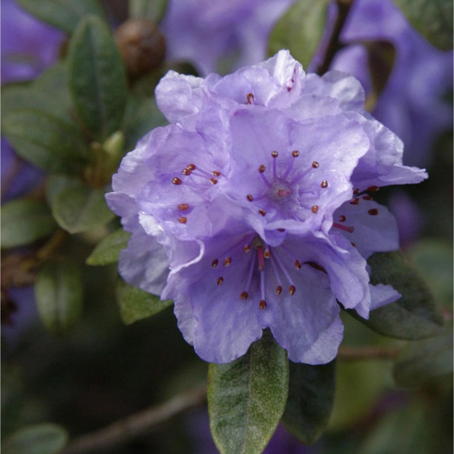 Rhododendron hippophaeoides 30-40cm - Alpenrose günstig online kaufen