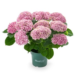 Ballhortensie Magical im Topf, ca. 20-30 cm hoch, mit rosa Blüten.