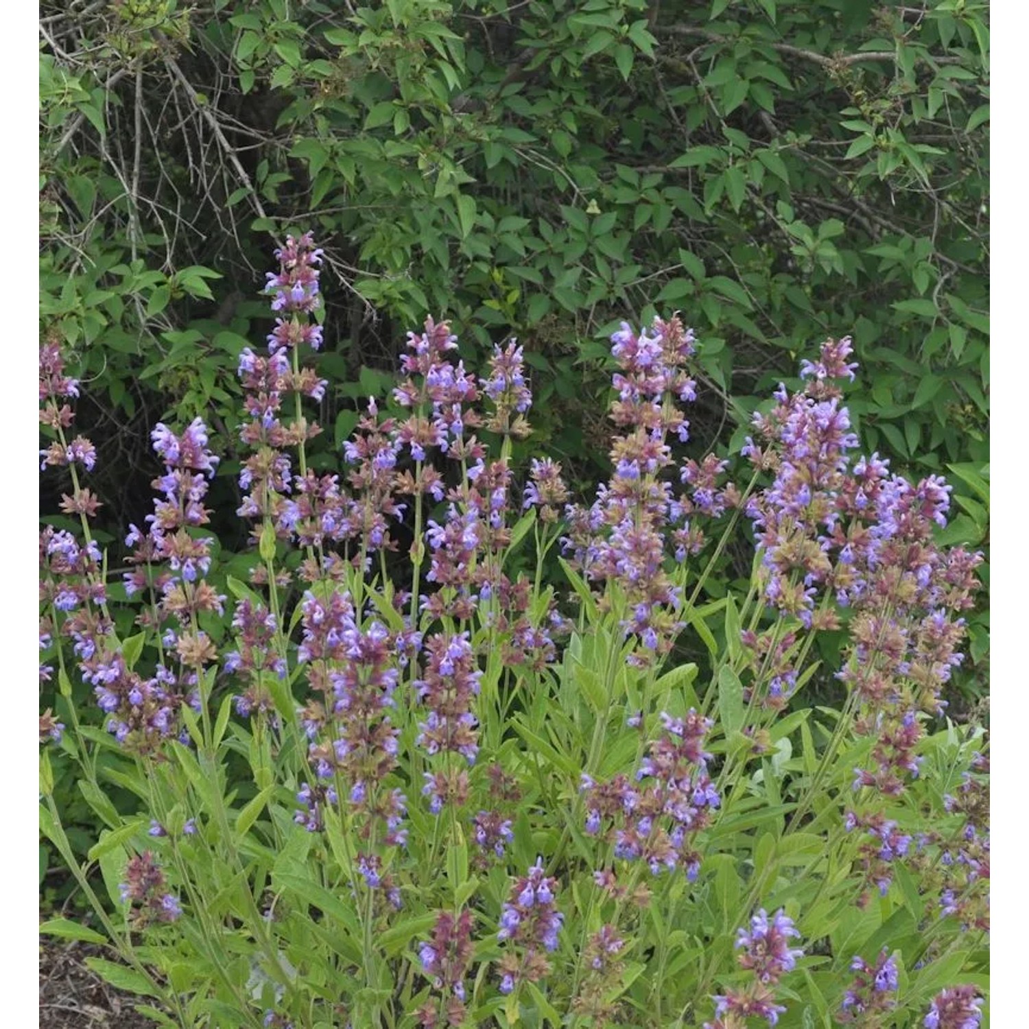 Echter Salbei Würzburg - Salvia officinalis