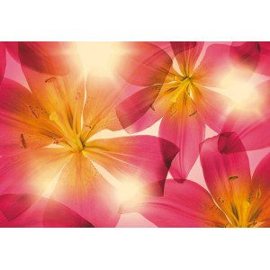 Komar Fototapete Summer Sun, 368x254 cm, mit pinken Blüten und gelben Akzenten.