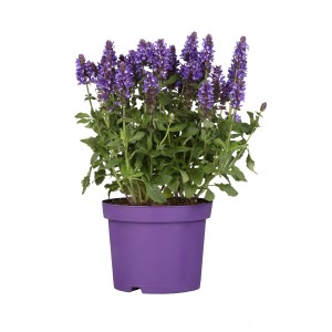Violett blühender Steppen-Salbei (Salvia nemorosa) im Topf, ca. 13 cm Ø.