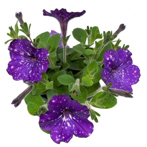GROW by OBI Petunie Sternenhimmel im Topf, lila Blüten mit weißen Sprenkeln.