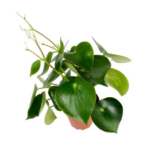 Exotenherz Peperomia Raindrop im 12cm Topf, Zimmerpflanze mit tropfenförmigen Blättern.