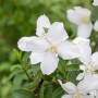 Nahaufnahme des weißen Duftjasmin 'Dame Blanche' Strauchs mit zarten Blüten.