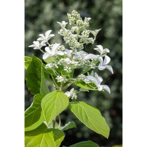Rispenhortensie Great Star mit weißen, sternförmigen Blüten und grünen Blättern.