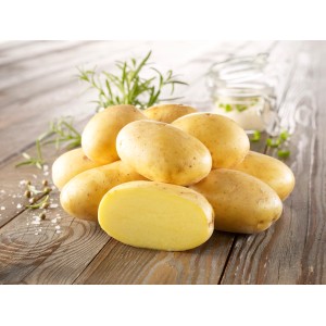 Kiepenkerl Pflanzkartoffeln Laura Quarta, vorwiegend festkochend, gelbe Schale und Fruchtfleisch.